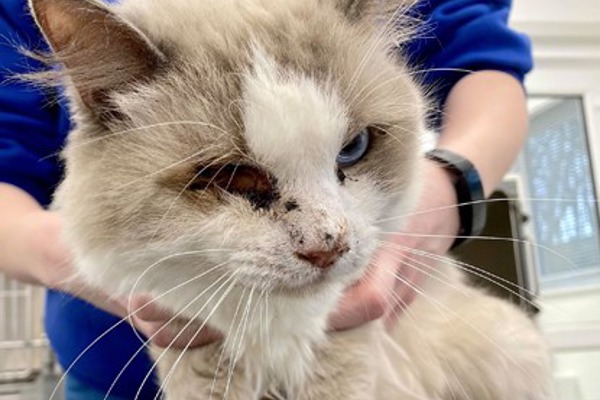 Cat with missing eye dumped in a bin bag in Chatham
