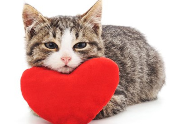 10 reasons why your cat is the ultimate Valentine's date