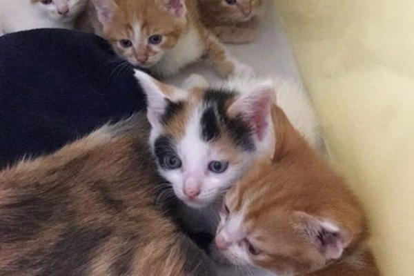 Five adorable kittens rescued from Swansea radio station skip