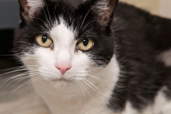 Can you give one of these long-stay cats a home?