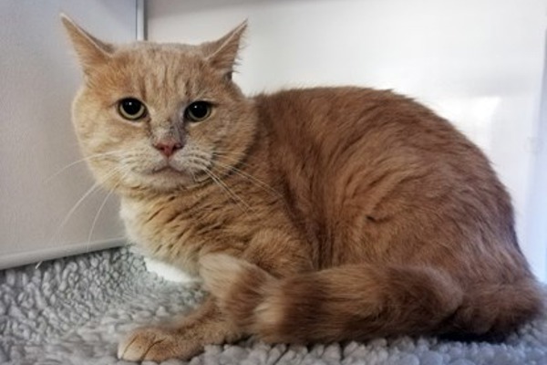 Kiss a Ginger Day: Gorgeous ginger cats looking for a home