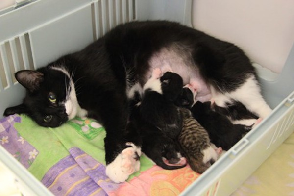 Emergency operation saves cat and kittens
