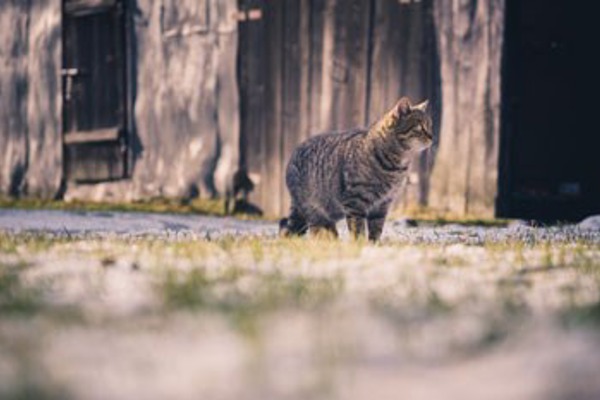 "Why is my cat bringing in mice?" and other behaviour FAQs