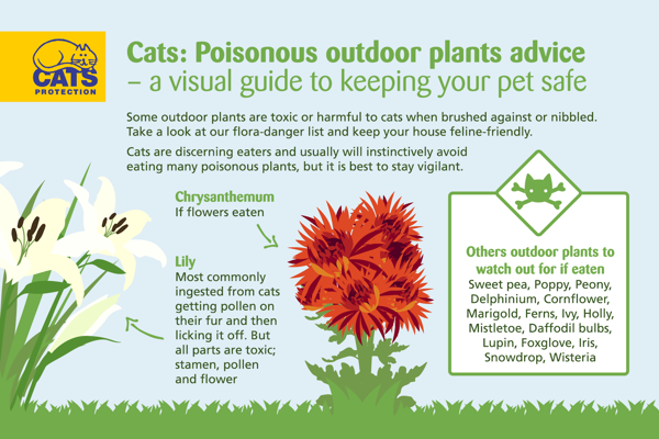 Keep your garden plants feline-friendly this spring