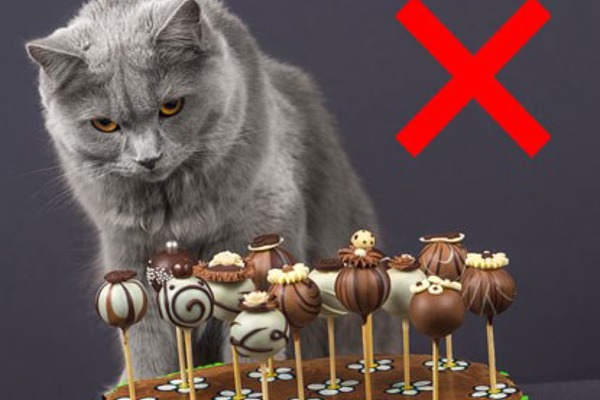 Why is chocolate poisonous for cats?