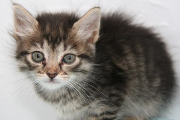 Kittens rescued from locked car after 2,000 mile voyage from Cyprus to UK