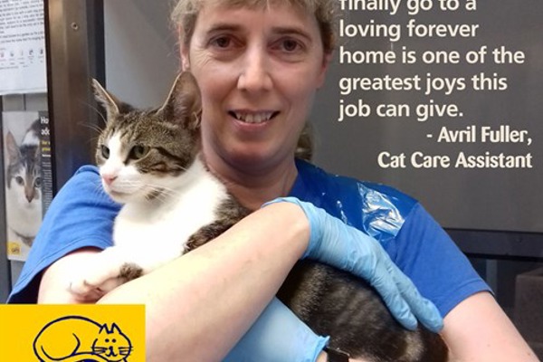 Careers with cats: How can I become a Cat Care Assistant?