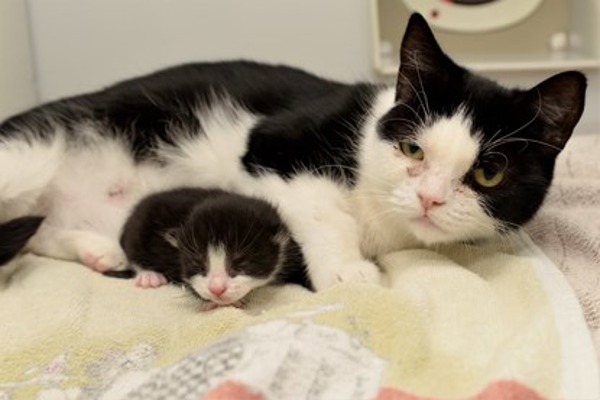 Pregnant cat survives being dumped in a bin bag