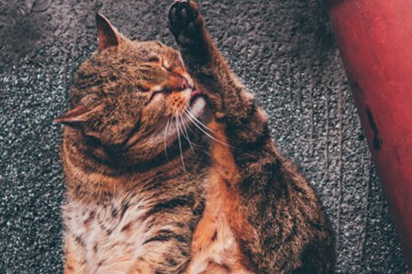 6 cat superstitions and the truths behind them