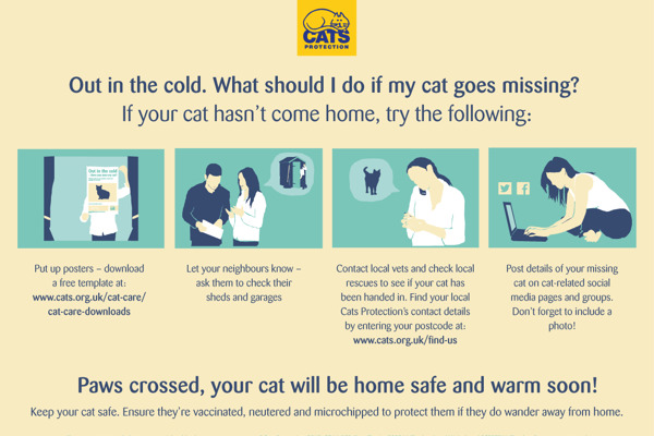 Lost cat – what to do if your cat goes missing
