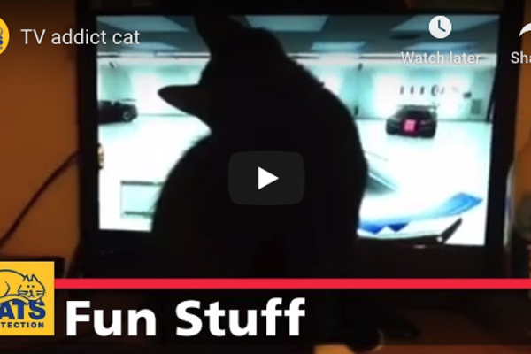 Why are cat videos dominating the internet?