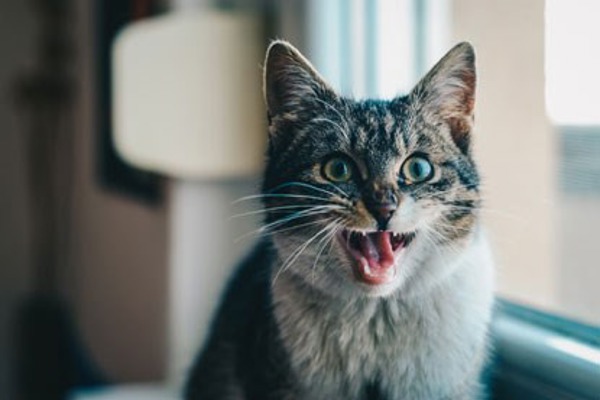 Why do cats meow and what does it mean: how to speak cat
