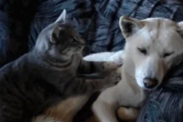 Why do cats knead? Kneading behaviour explained