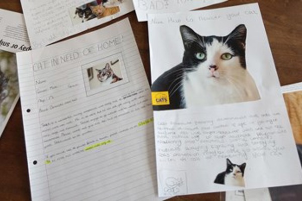 Kids become cat experts with new classroom talks