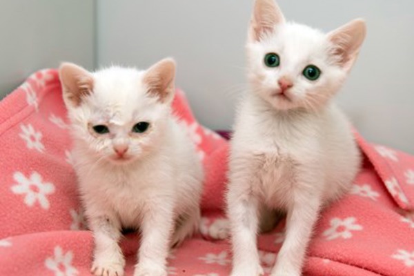 Two critically ill kittens illustrate the dangers of buying pets online