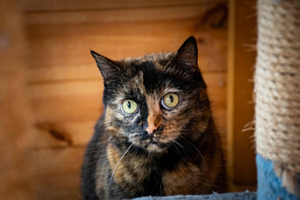 Sophie the West Midlands’ unluckiest cat needs a new home