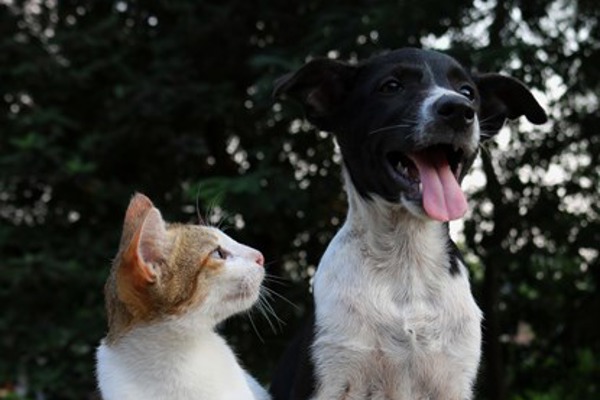 5 surprising differences between cats and dogs