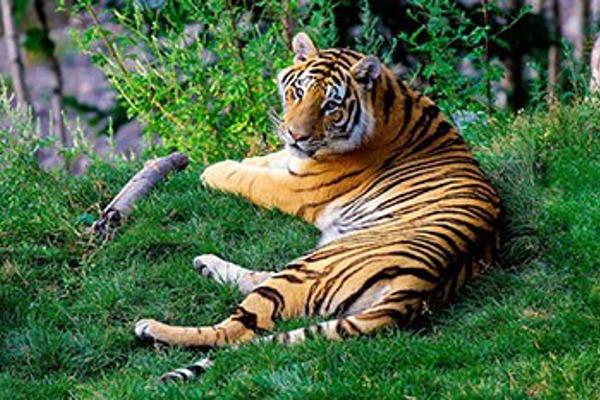 The big cats of India