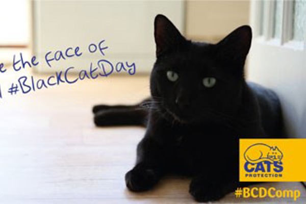 Could your cat be the face of this year’s National Black Cat Day?