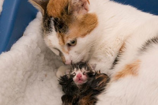 Kitten watch: Daisy has given birth to four adorable kittens