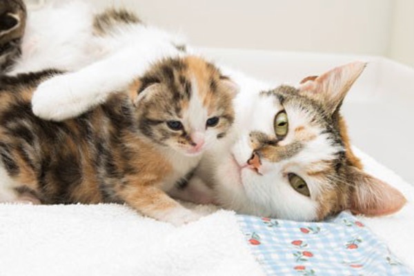 Kitten watch: Daisy’s kittens are two weeks old