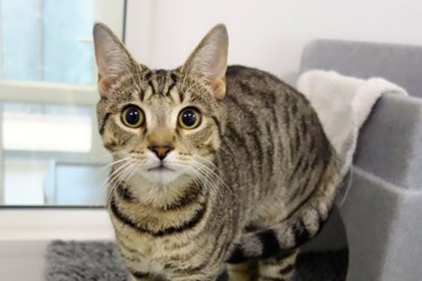 Are you a match for this man-loving moggy?