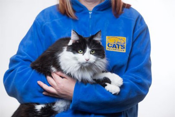 5 reasons to volunteer with Cats Protection