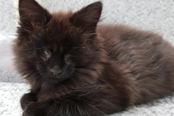 Blind kittens will live a better life thanks to donations