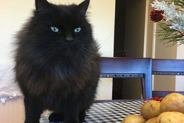 Potato truck travelling cat reunited thanks to 'chip