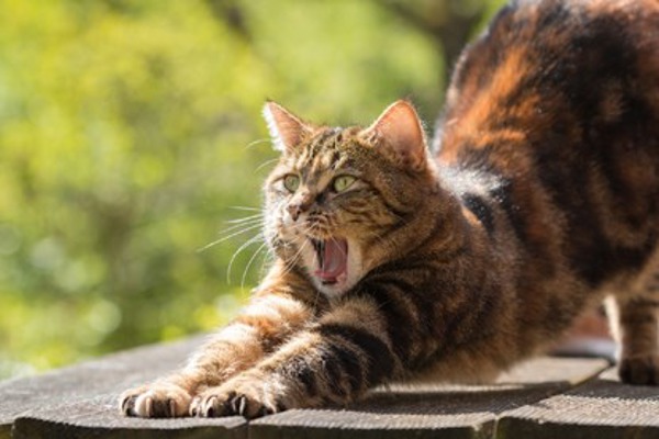 5 reasons why cats are masters of mindfulness