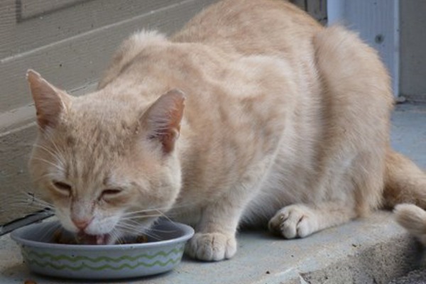 Can I feed my cat a vegetarian diet?