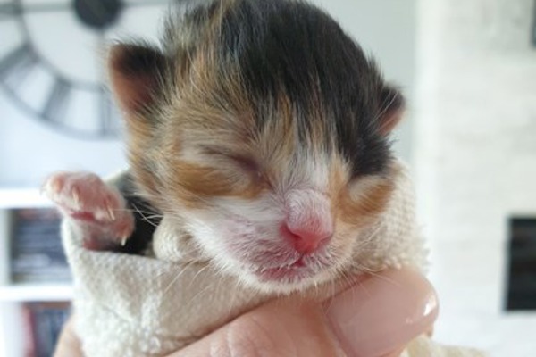 Kittens found close to death in a greenhouse