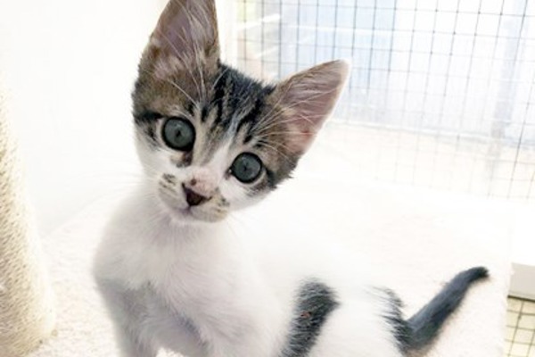 Smuggled kitten found in passenger’s hand luggage