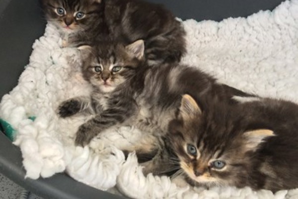 Tiny kittens dumped in a derelict caravan find new homes