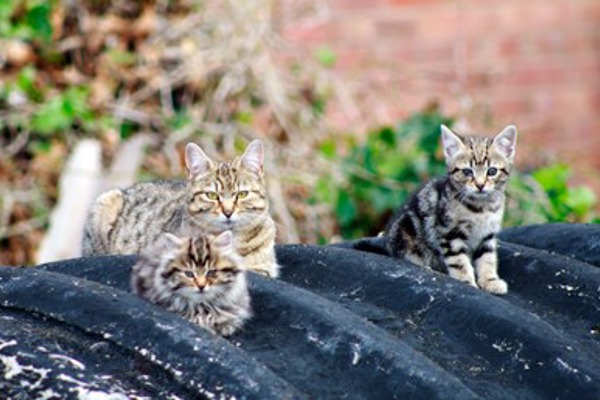 Family of feral cats has a brighter future thanks to Cats Protection