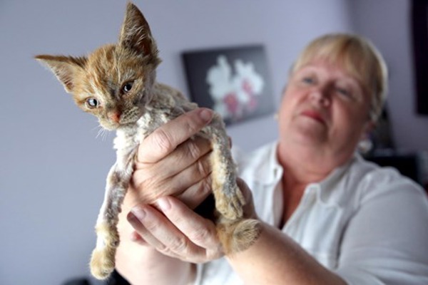 Oil-soaked kitten rescued from gang