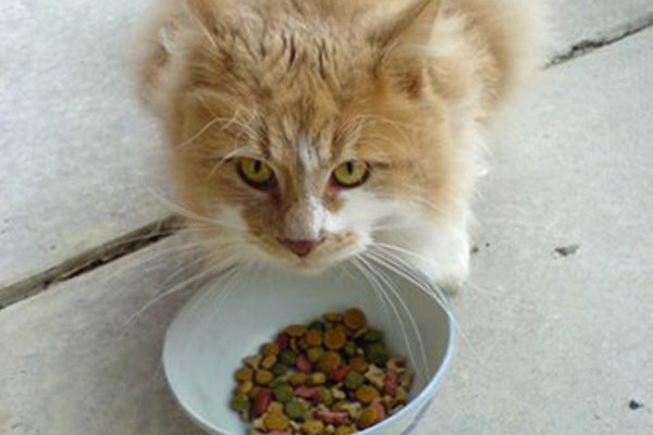 ‘How much food should I give my kitten?’ and other feline diet questions