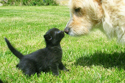 black kitten and white dog sniffing each other