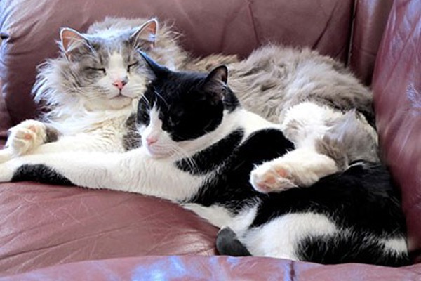 ‘Why don’t my cats get along?’ and other multi-cat household FAQs
