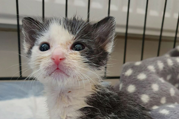 Kittens thrown into locked bin like rubbish lucky to be alive
