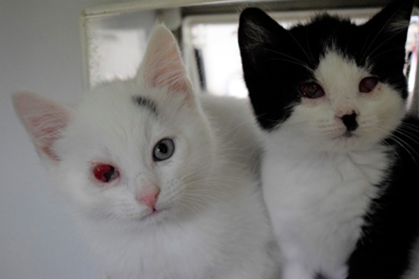 Appeal to help rescued kittens who lost their eyes due to cat flu