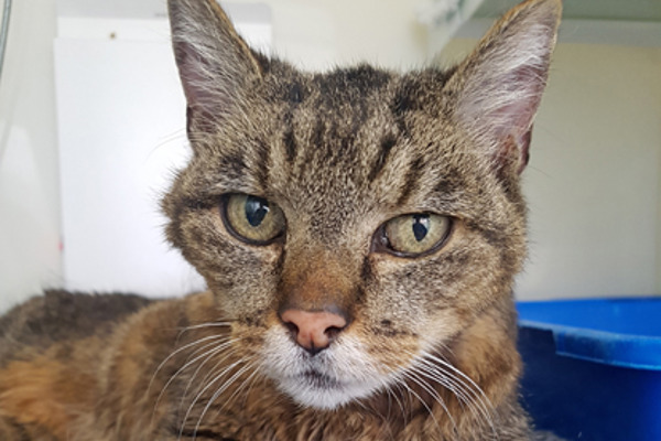 Elderly stray Summer has a sunnier future in her new home