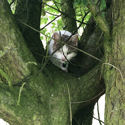 tabby and white cat in tree