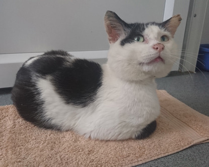 black and white cat sitting on beige towel