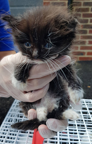 tiny black and white kitten being held in gloved hands