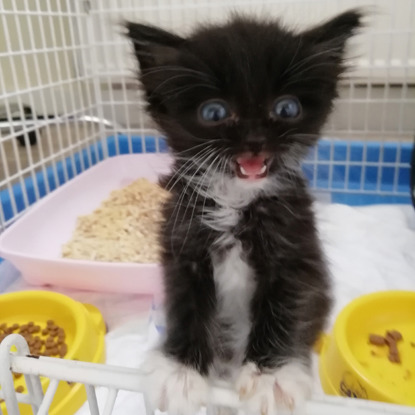 tiny black and white kitten sitting inside cat pen