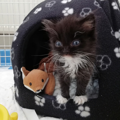 tiny black and white kitten sitting inside cat igloo bed