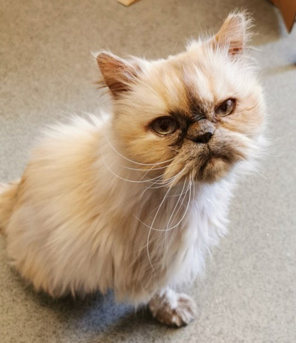 white and grey longhaired persian cat