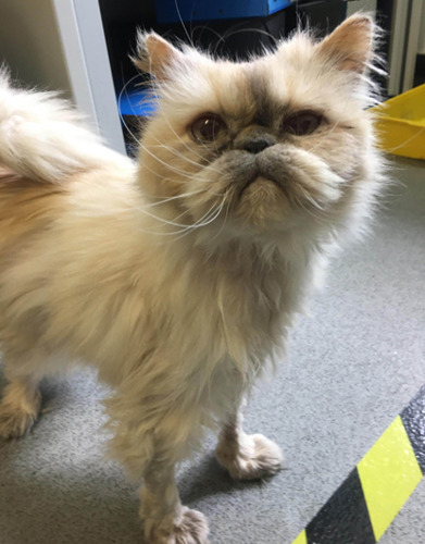 grey and white longhaired persian cat with slightly flat face