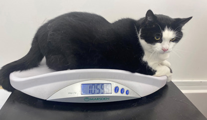 obese black and white cat on scales